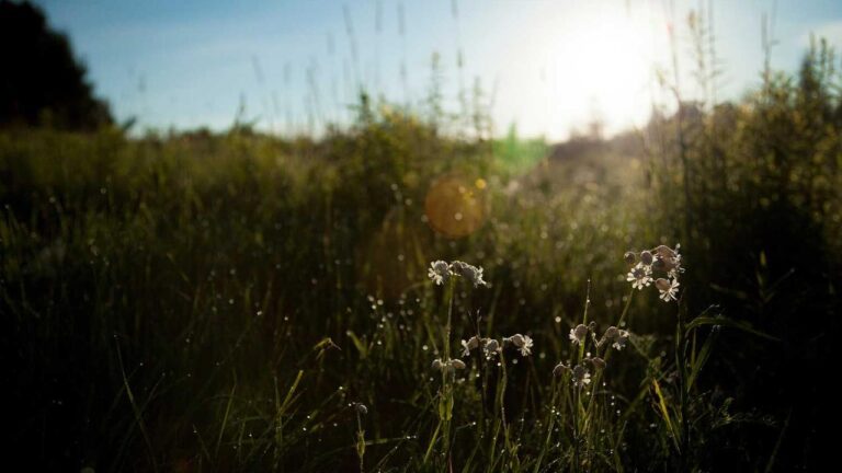 Is Reddy Anna 11Xplay Login Safe From Phishing Scams?